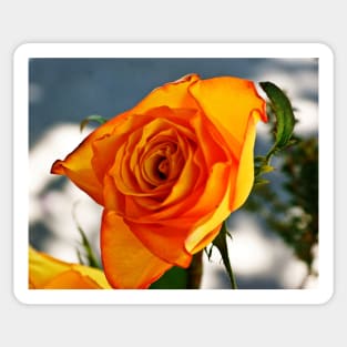 cli yellow rose Sticker